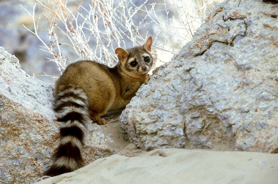 8e32b016-3e8e-4968-995d-cf1623a48158-ringtail-cat-bassariscus-astutus_1.jpg