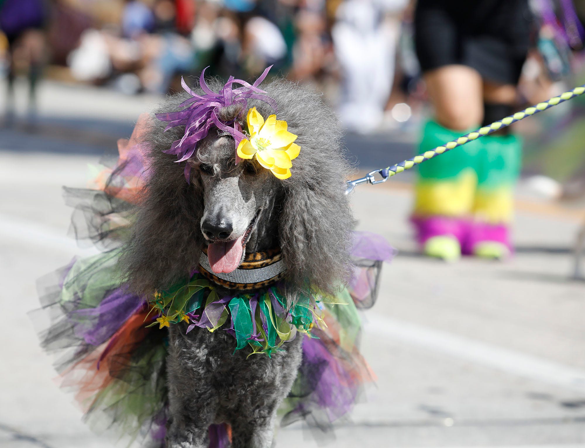 Annual DeLand dog parade features pups in Mardi Gras costumes
