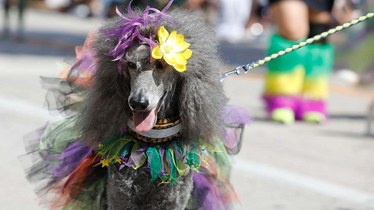 DeLand dog parade showcases pups in their Mardi Gras best
