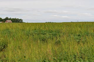 Waterhemp in Minnesota field.