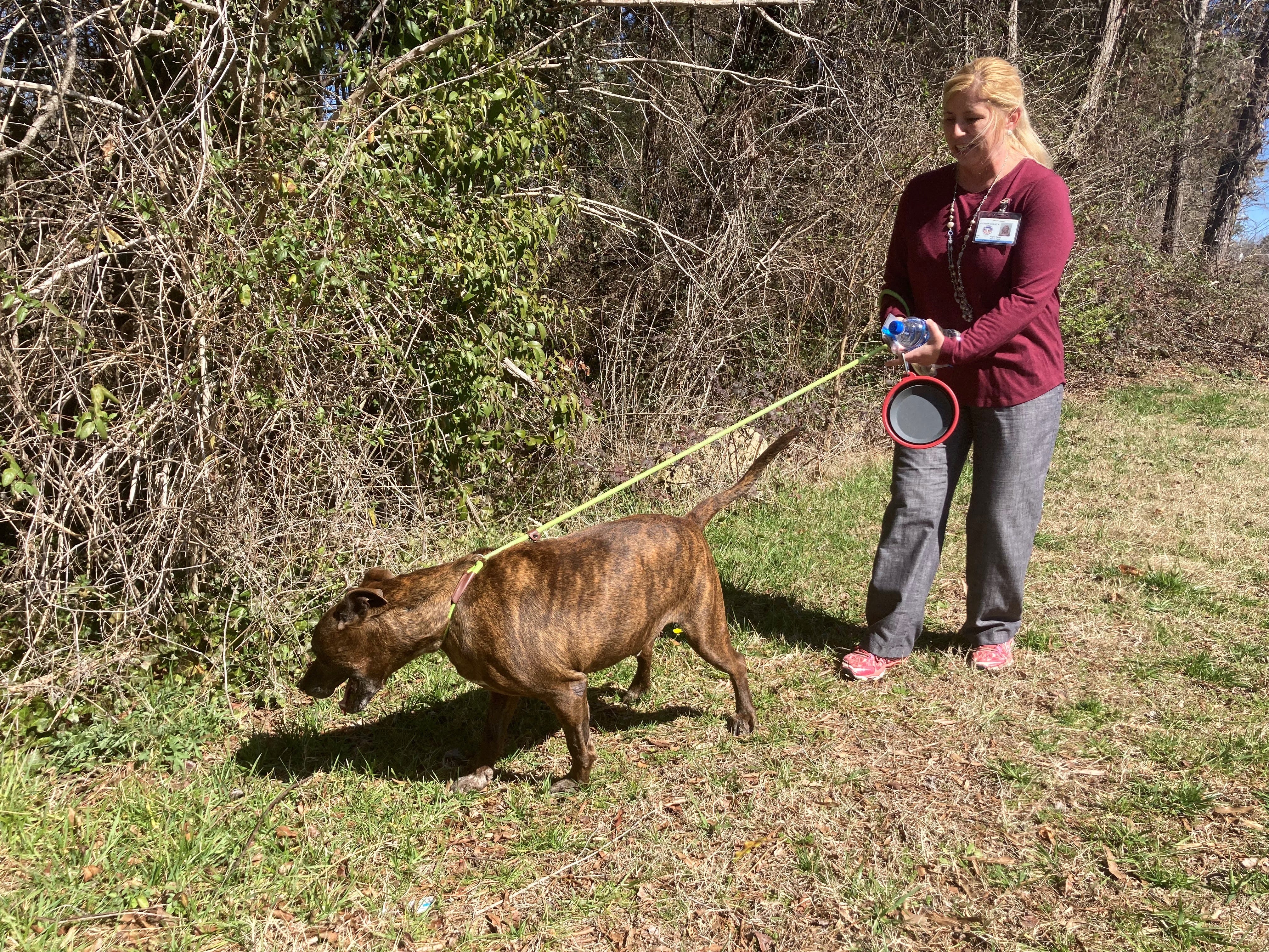 Gaston County animal shelter is seeking dog walkers