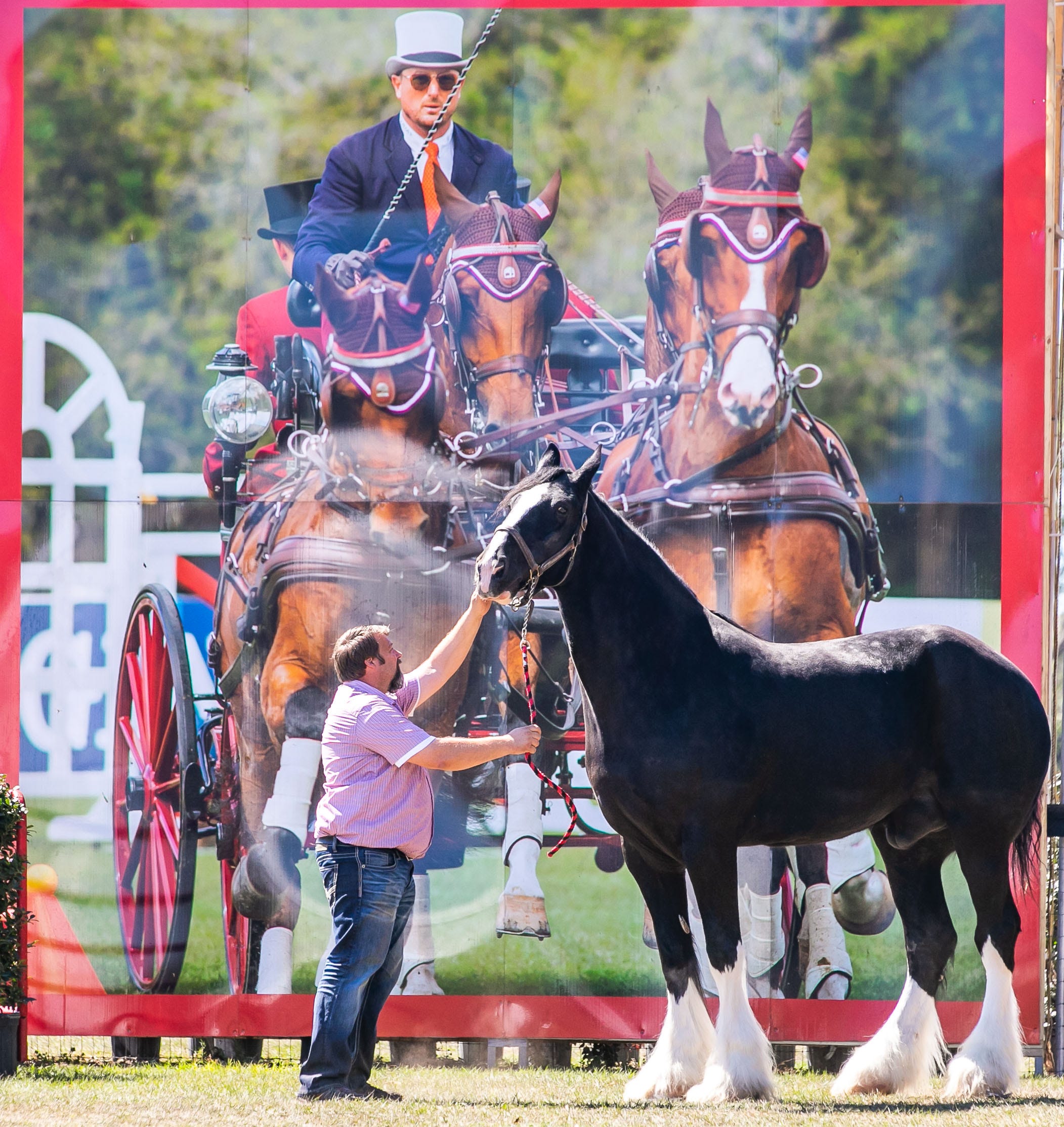 Ocala Live Oak International returns with equine and nonequine draws