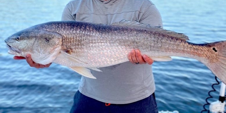 FISHING REPORT: Local redfish numbers get a lift with massive release of juveniles FISHING REPORT: Local redfish numbers get a lift with massive release of juveniles