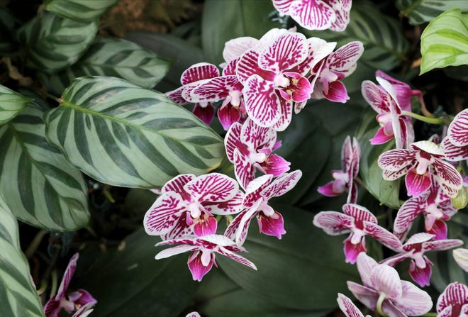 Repotting orchids seminar on Aug. 27.