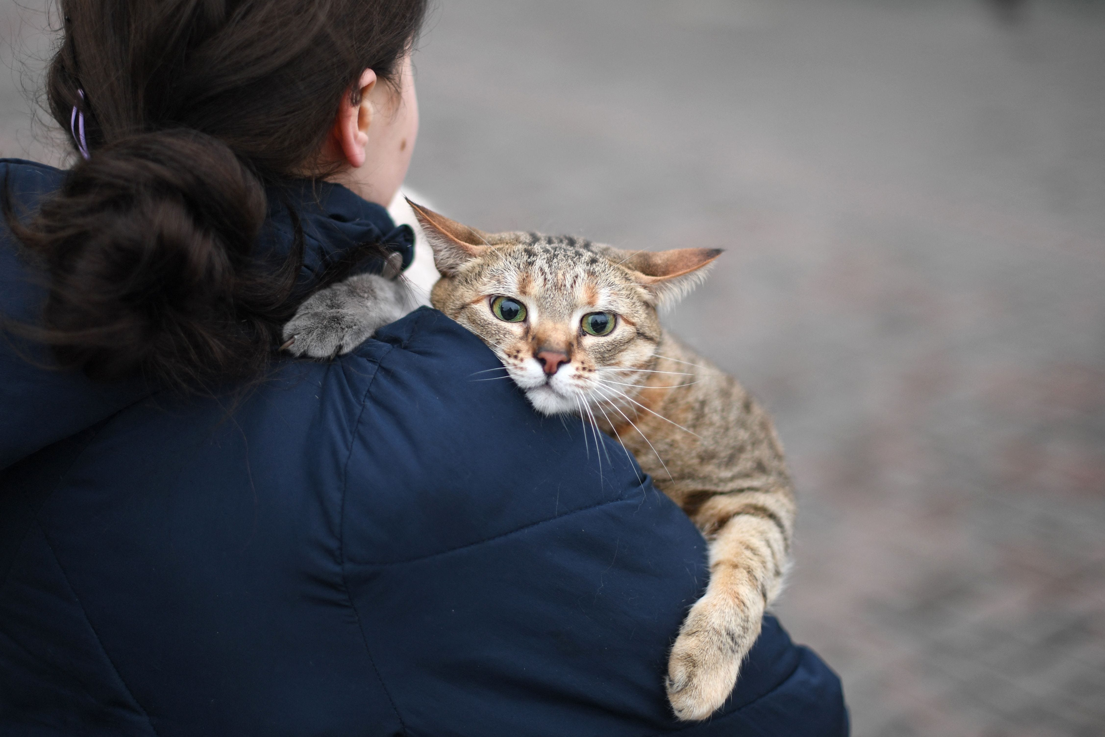 Russian cats are the latest to be banned from international competitions