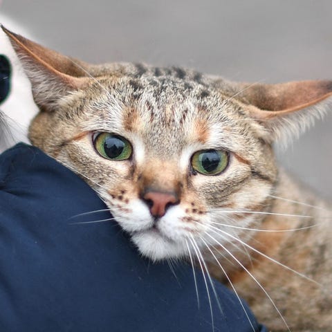 A woman carries her cat as she walks near Kyiv-Pas