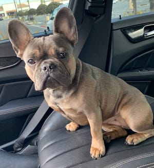 Puddin, a French bulldog who went missing from her Crawfordville home in December, was found in Tampa about two months later.