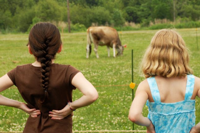 Después de dos años de interrupciones debido al Covid-19, el Festival de chips de vaca del Club de Leones de Dighton regresará en su totalidad en junio de 2022. El evento anual, que se ve en esta foto sin fecha, incluye música, juegos mecánicos y, por supuesto, vacas.