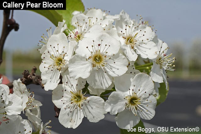 Bradford pear was widely planted for its showy white flowers, which appear in early spring.