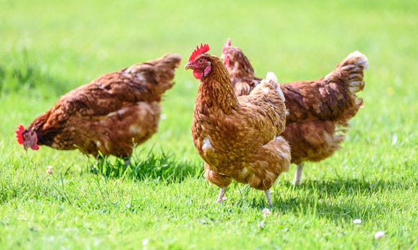 Cases of avian influenza have been confirmed in commercial and small flocks in Indiana, Iowa, Kentucky and Michigan.