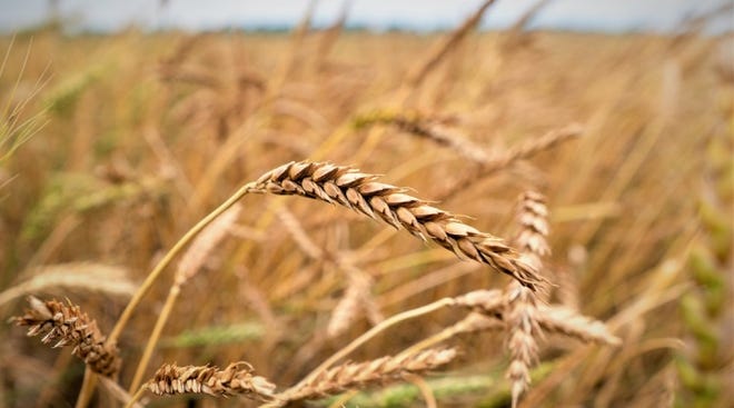 Grain markets balanced several challenges in the fourth quarter, from the war in Ukraine and economic slowdowns in China and Europe to interest rate hikes in the U.S. and other developed economies.
