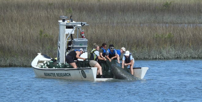 A rescue crew pulls a manatee onto a boat Monday in Robinson Creek near the Las Palmas community in St. Augustine. The manatee was injured by a boat but, as of Tuesday, was improving at the Jacksonville Zoo and Gardens.