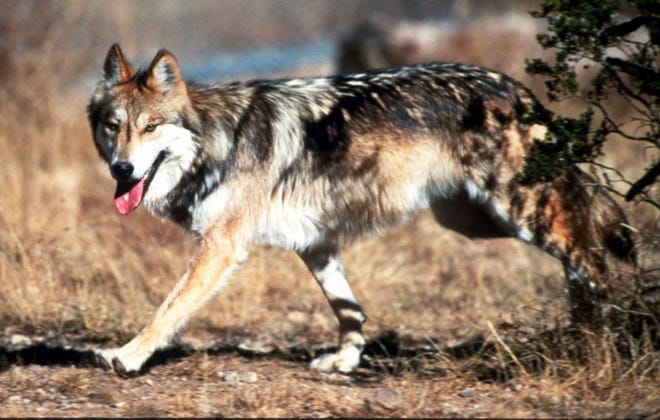 A Mexican gray wolf leaves cover at the Sevilleta National Wildlife Refuge, Socorro County, N.M. Wildlife managers in the United States say their counterparts in Mexico have released two pairs of endangered Mexican gray wolves south of the U.S. border as part of an ongoing reintroduction effort.