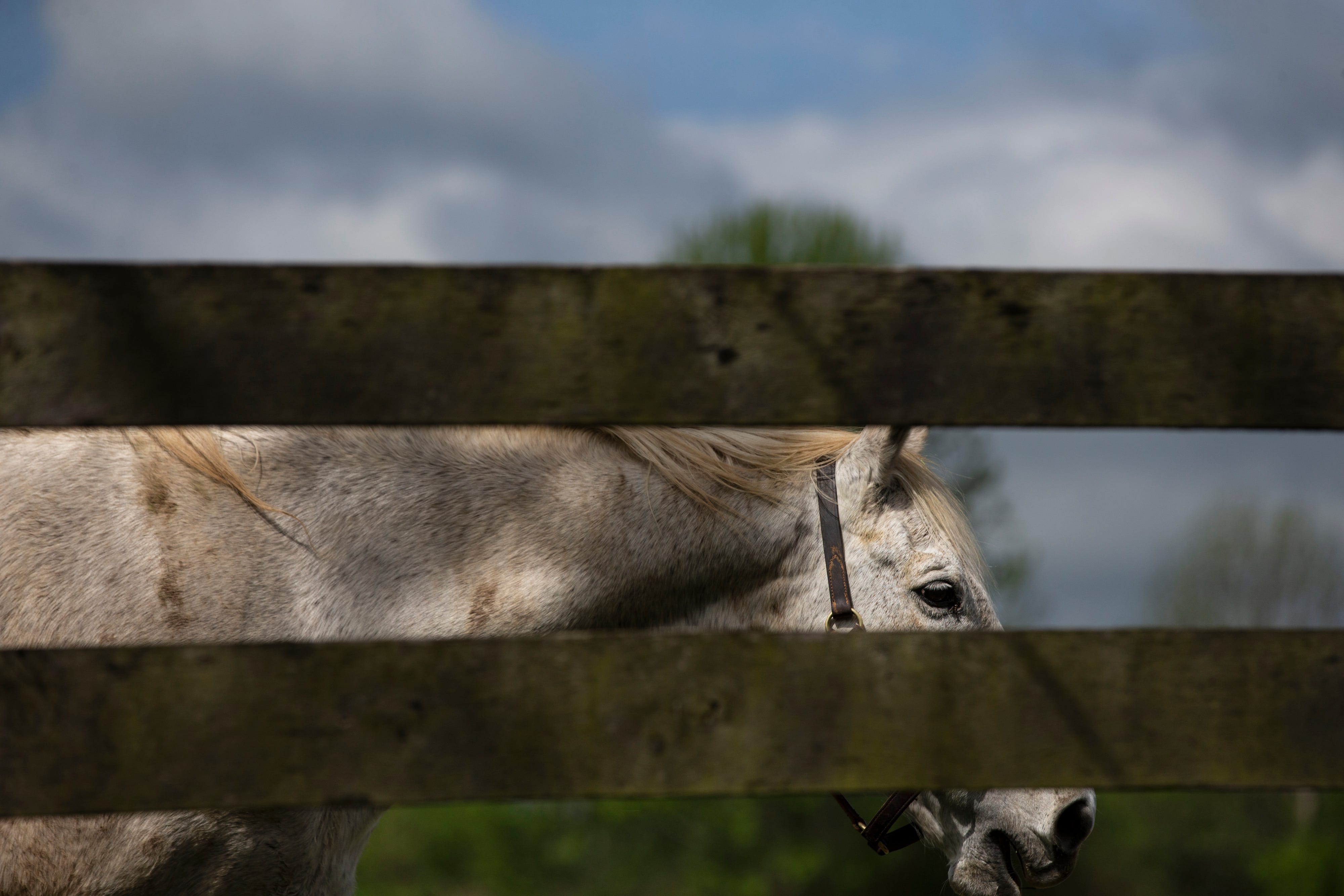 Meet the oldest surviving Kentucky Derby horse winner, Silver Charm
