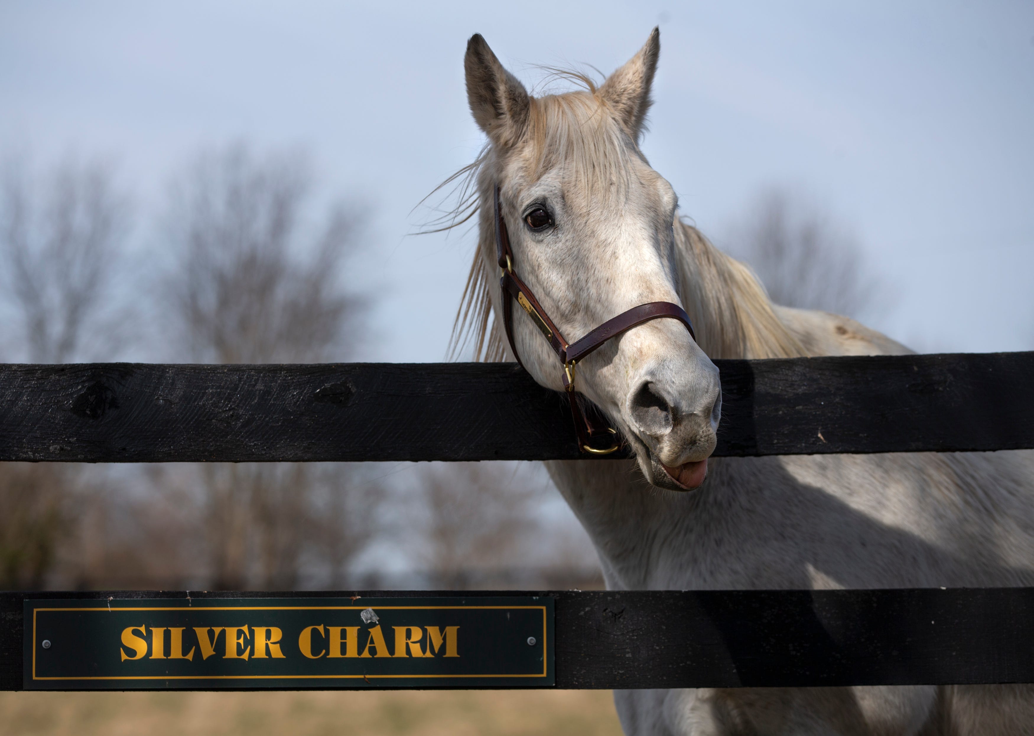 Meet the oldest surviving Kentucky Derby horse winner, Silver Charm