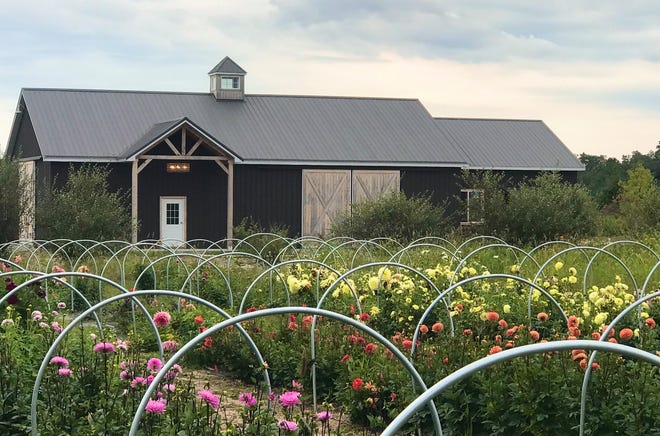 The barn and flower fields at Flora and Field