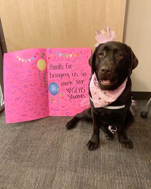 Gravy, a sweet-natured chocolate lab, started working at Grand Ledge High School this fall to provide emotional support to students during the pandemic. Students threw a party for her first birthday.