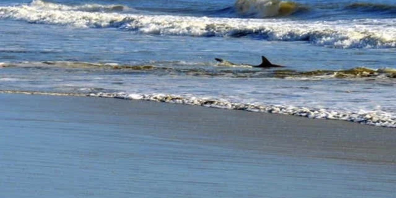 Florida Man Bitten By Shark In New Smyrna Beach While Surfing Florida Man Bitten By Shark In New Smyrna Beach While Surfing