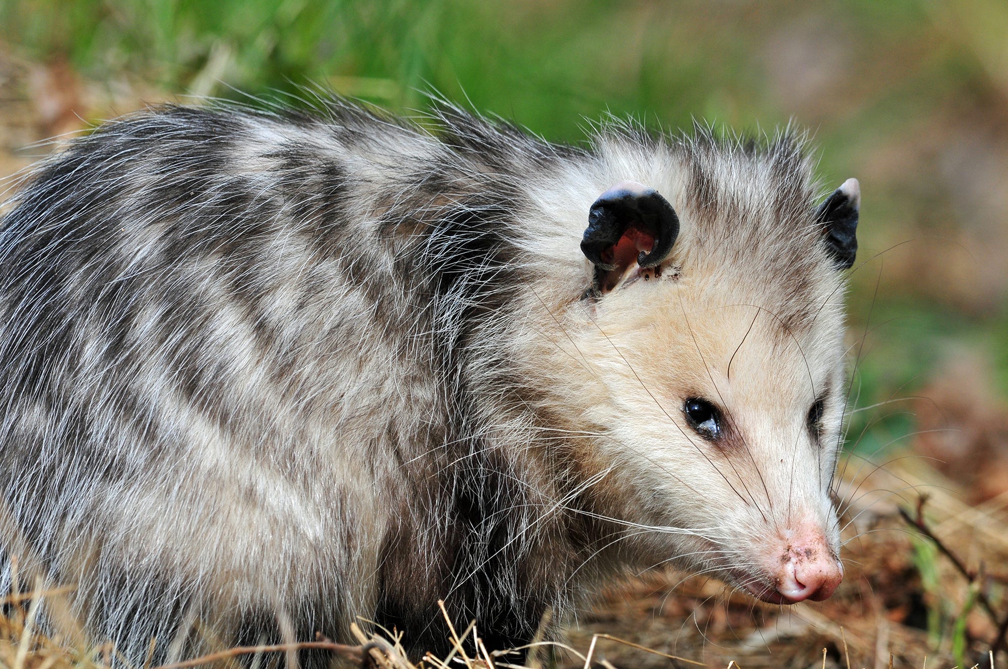 Opossum facts: Gentle marsupials don't get rabies, are immune to venom Opossum facts: Gentle marsupials don't get rabies, are immune to venom