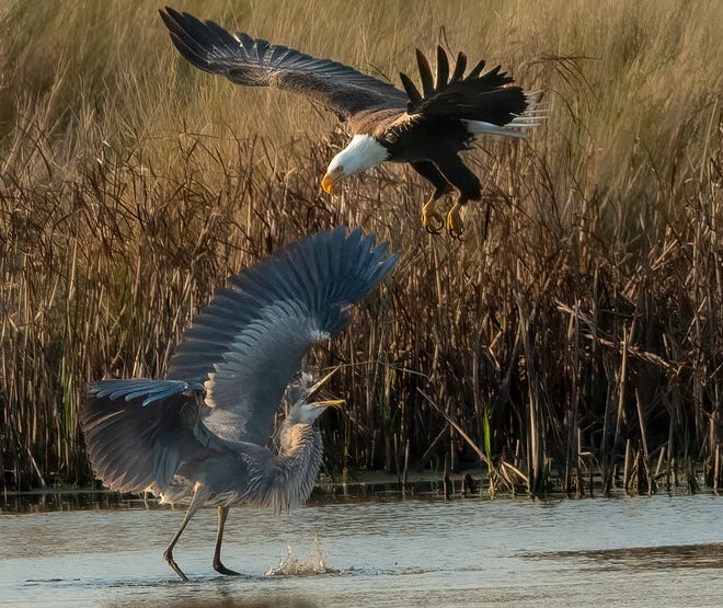Sophia Schade captured this photo of a bald eagle and blue heron fighting over a catfish at Donnelley Wildlife Management Area in Green Pond.