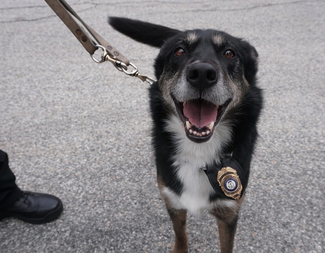 Rescued by Ruby The true story behind Netflix's K9 rescue movie