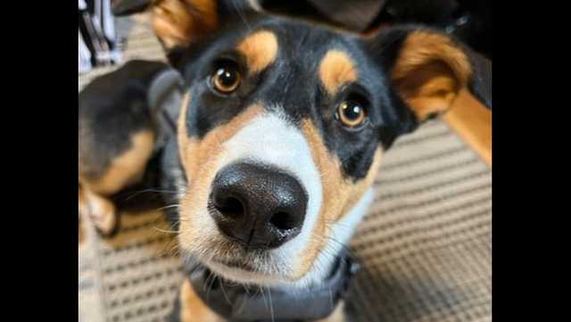 Opry is the Hingham Police Department's new comfort dog.