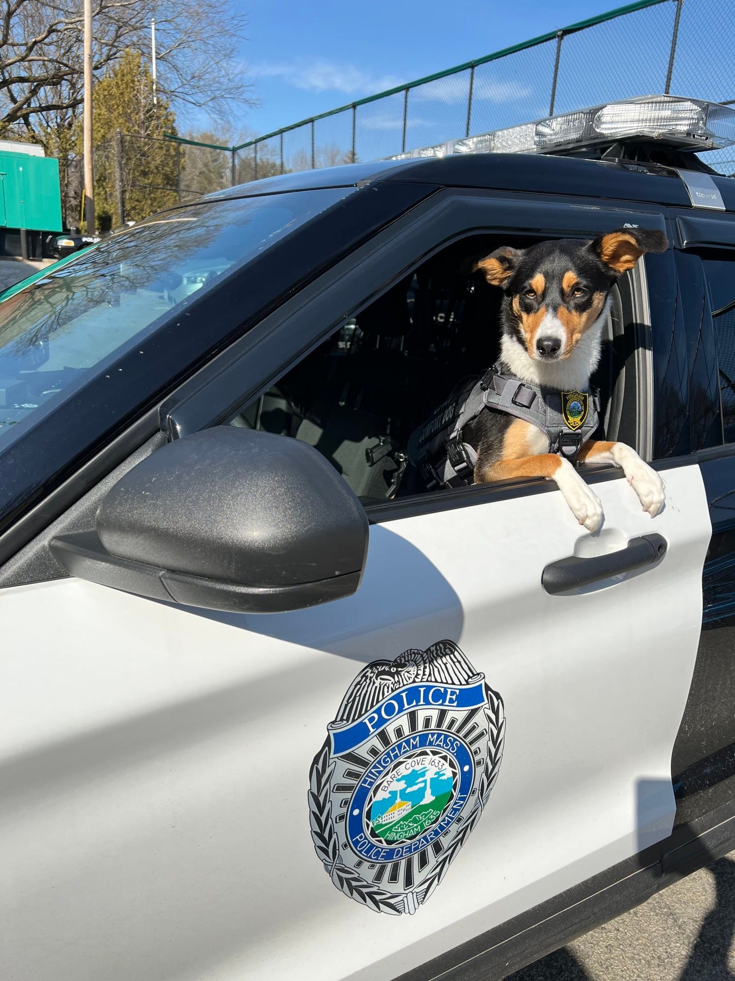 Opry, the Hingham Police Department's new comfort dog, on March 11, 2022.