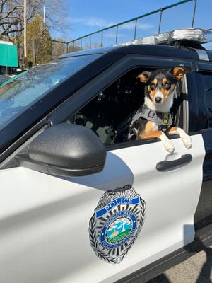 Opry, the Hingham Police Department's new comfort dog, on March 11, 2022.