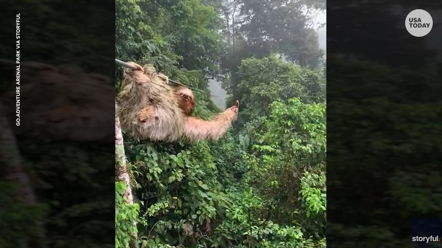 A sloth brings a kid's zip line ride to a slow crawl in a rainforest.