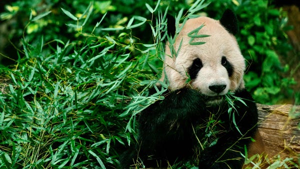 A panda eats bamboo at the Taipei Zoo on January 4