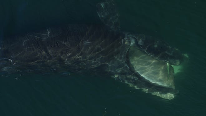 Scenoje iš filmo matomas Šiaurės Atlanto dešinysis banginis, besimaitinantis Cod kyšulio įlankos paviršiumi "Paskutinis iš teisingų banginių." Šiame paveikslėlyje banginis yra ant šono, o jo galvos viršus yra nuotraukų rėmelio apačioje.