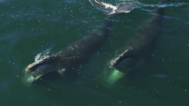 ในฉากจากสารคดีปี 2021 "สุดท้ายของปลาวาฬขวา," พบวาฬไรท์แอตแลนติกเหนือ 2 ตัวกำลังกินหางจากเคปค้อด