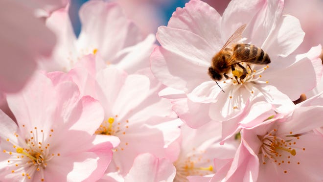 Worst cities for seasonal allergy symptoms and the way to eliminate signs Worst cities for seasonal allergy symptoms and the way to eliminate signs