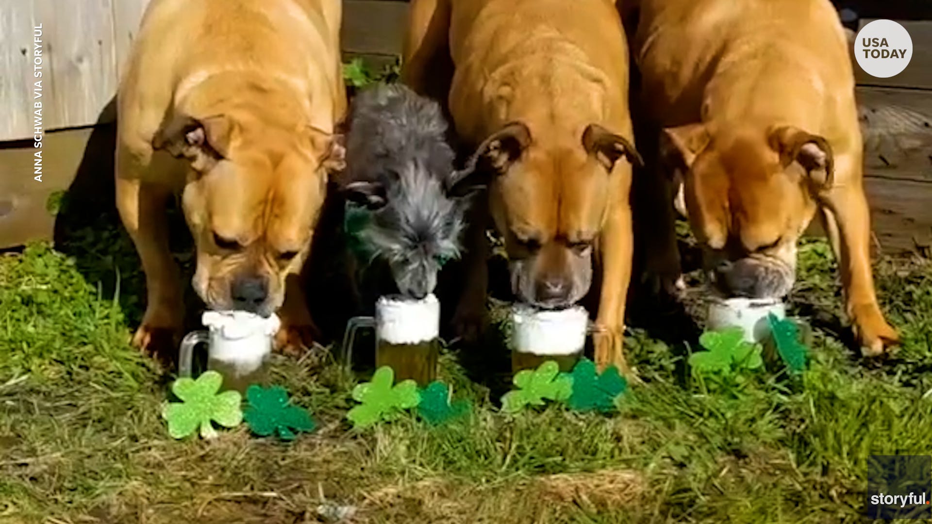 ab8aa563 84b8 443a a470 e4e7e4eaa410 VPC DOGS DRINK FAKE BEER Anna Schwab via Storyful