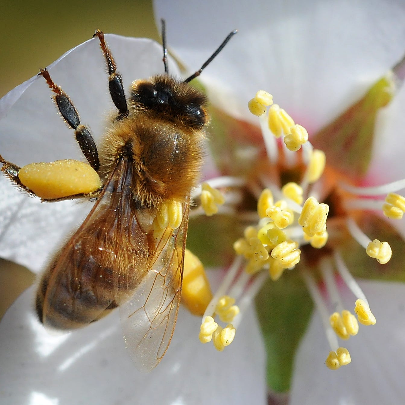 A honey bee works on a flower blossom with pollen sacks attached to its legs, off of Airport Way south of French Camp, California on Feb. 15, 2010.