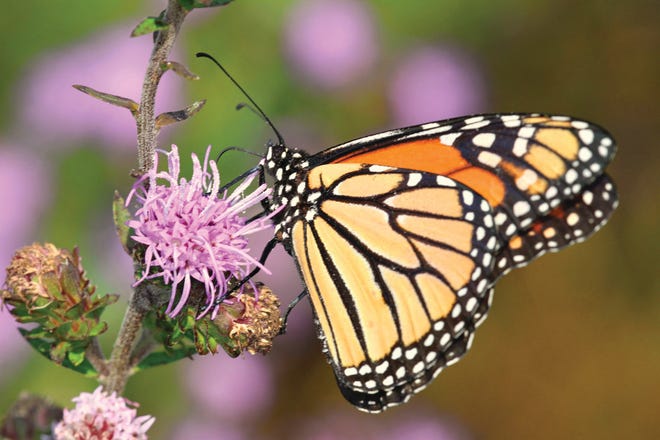 Data on when and where monarch butterflies appear in Cades Cove is used to support management decisions about when controlled burns should occur so that butterflies are not affected.