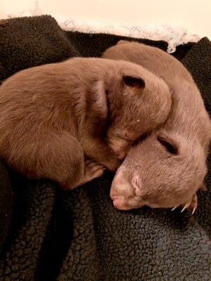 This undated photo provided by the California Department of Fish and Wildlife shows two rescued bear cubs. California wildlife officials say a Northern California man who admitted to taking the two bear cubs from their den in 2019 and notified officials after he was unable to care for them pleaded guilty in November 2021 to possession of a prohibited species. The department published the story Tuesday, March 15, 2022, on its blog about bears to encourage anyone who may witness wildlife poaching to contact authorities.Â (California Department of Fish and Wildlife (CDFW) via AP)