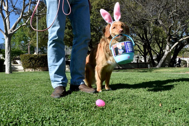 Cali, 3-year-old Nova Scotia duck tolling retriever, gathers Easter eggs while visiting Libbey Park in Ojai with owners Kathy and Spencer Strom on Wednesday, March 16, 2022.