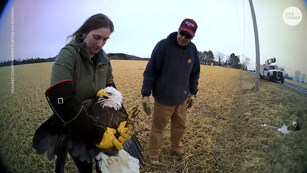 Injured bald eagle rescued