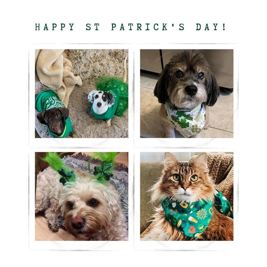 Meet our St. Paddy's pups! At top left: Bogey, left, and Birdie are 6-month-old miniature dachshunds who live with Meghan MacDonald in Royal Oak, Mich. Top right: Molly is adorned in a clover kerchief by Michelle McCreary in Toms River, N.J. Bottom left: A loving certified therapy dog, Lutra, sports her best St. Paddy's headband for Janis Sokol in Hadley, Mass. And yours truly's resident feline Susie isn't actually a pup, but we're inclusive here.