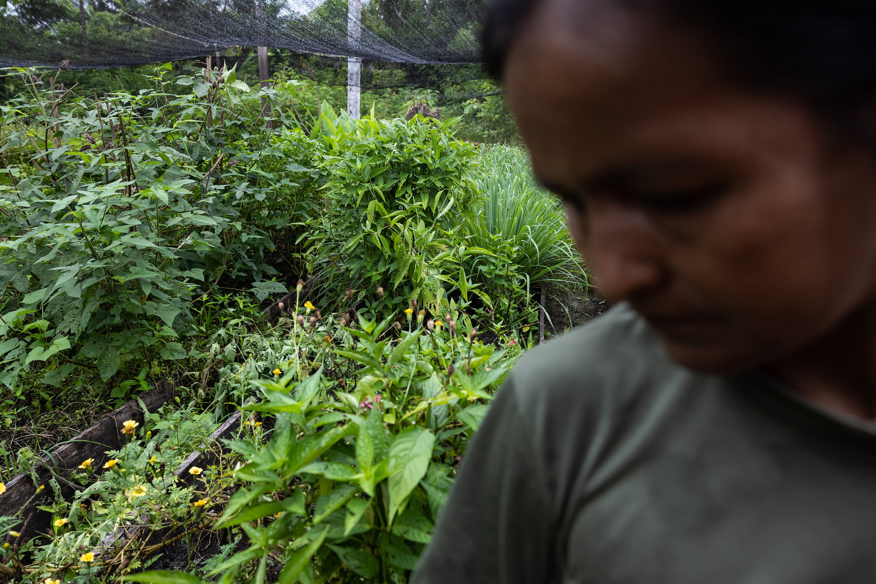 Nallive Parente, 42, together with her community built a "chagra" and a nursery. There, they cultivate the different herbs and plants used in the recipes to prevent and mitigate the symptoms of COVID19 in their community.