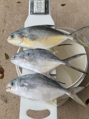 If you're looking for pompano, the time is now as more and more schools of the tasty pan fish are making their way north.