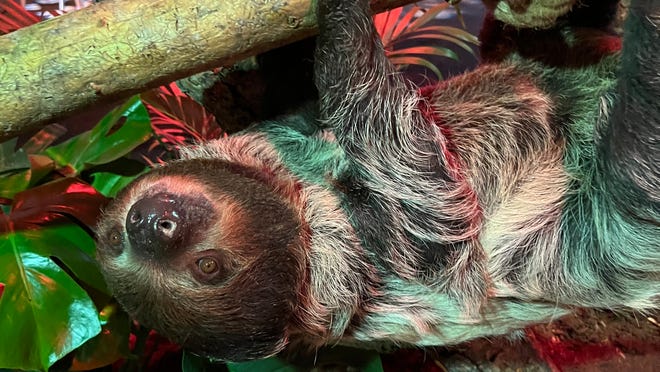 Things to do in Phoenix: See sloths at Arizona Science Center