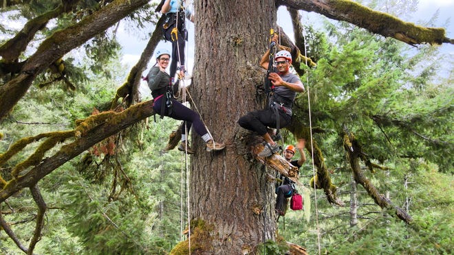 Climbers ascend into the canopy at Silver Falls State Park following a new business that takes people to the tops of nearly 300-foot trees.