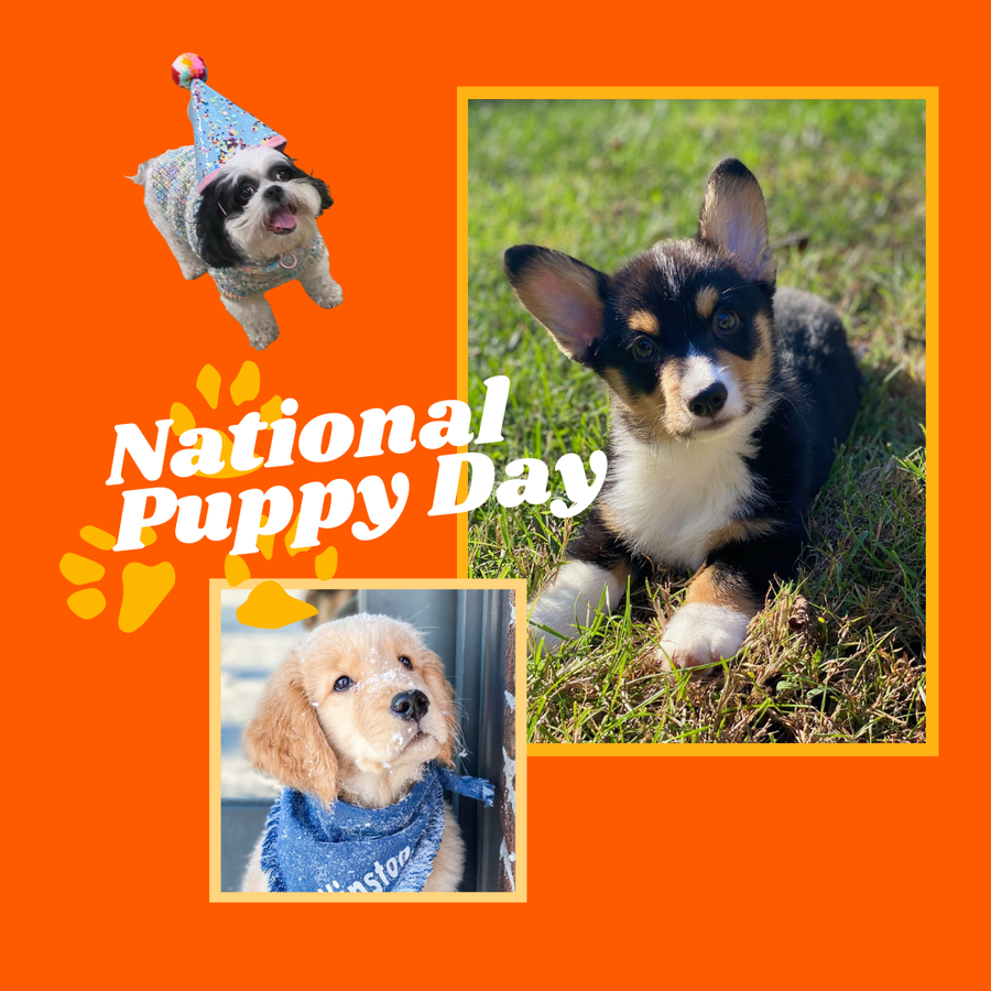 It's National Puppy Day, and we're celebrating!