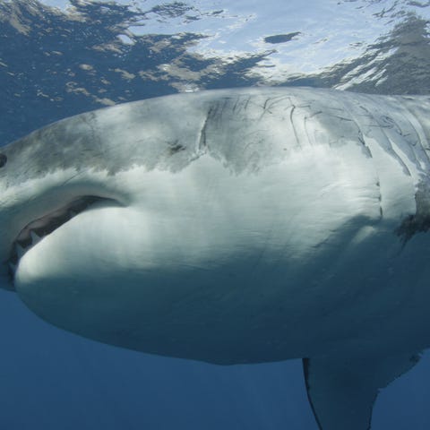A large Great white shark cruises past the underwa