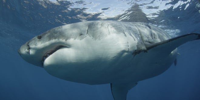 Mexico bans great white shark activities at Isla Guadalupe