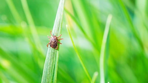 6 ways to get rid of ticks