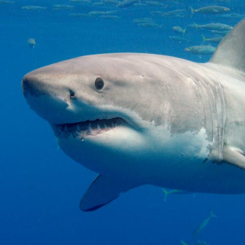 Do great white sharks make friends? Study dives in