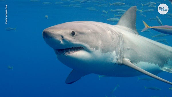 Do great white sharks make friends? Study dives in